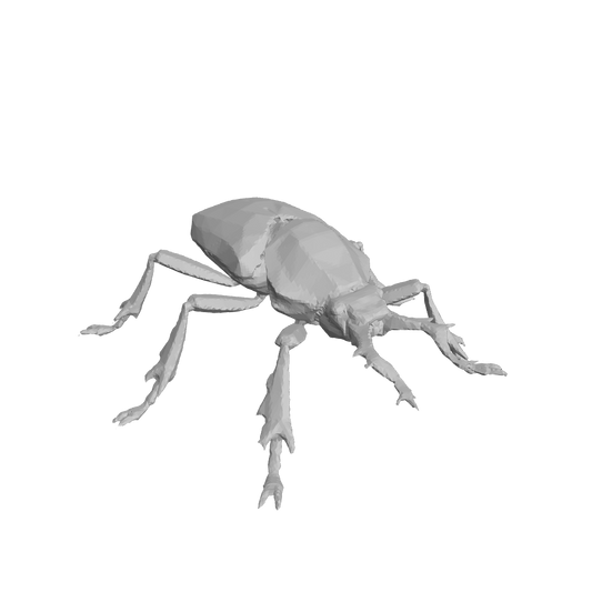 Beetle 3D Model