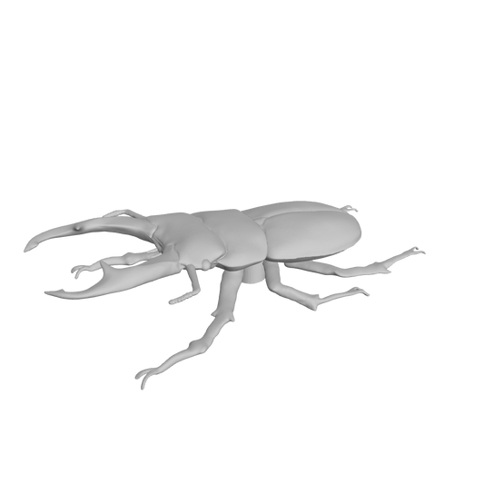 Elongated beetle body