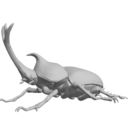 Rhinoceros Beetle