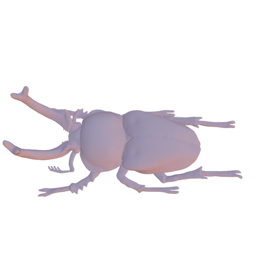 Hercules Stag Beetle