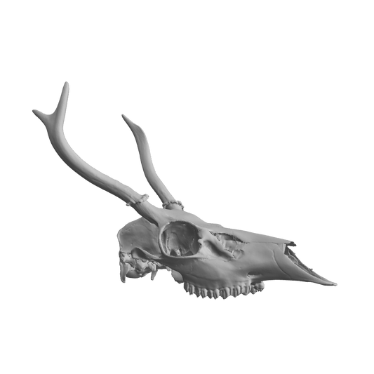 Filled Skull Sculpture 3D Model – STL File